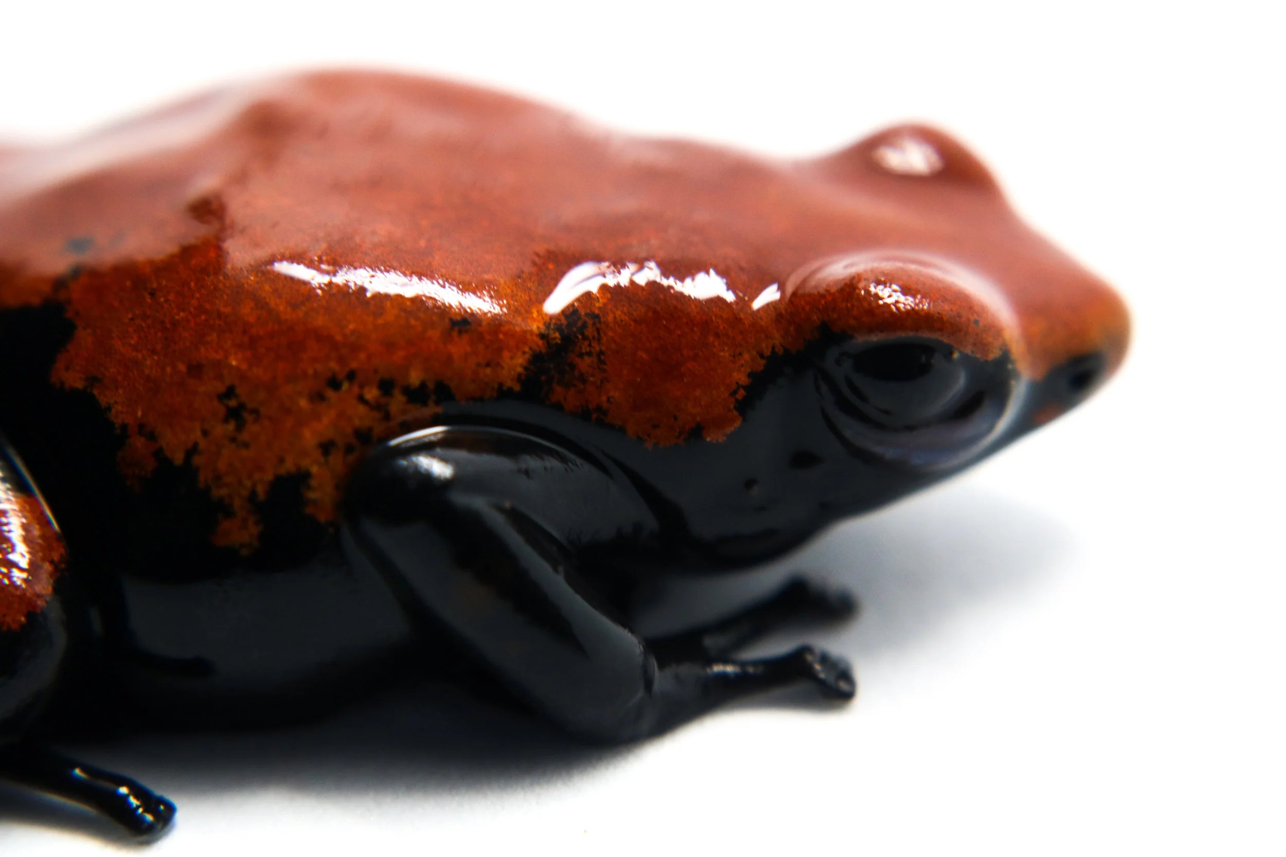 Adelphobates galactonotus "Red" - Image 3