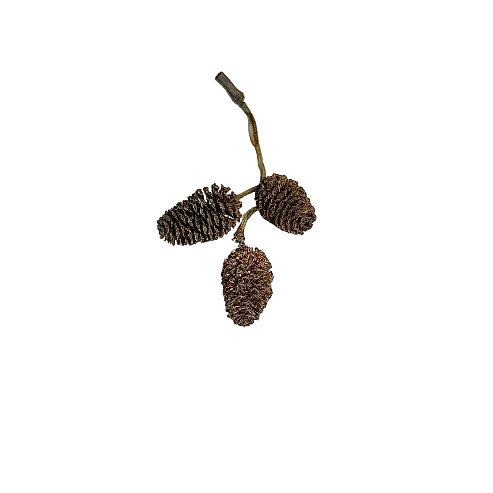 Alder Cones