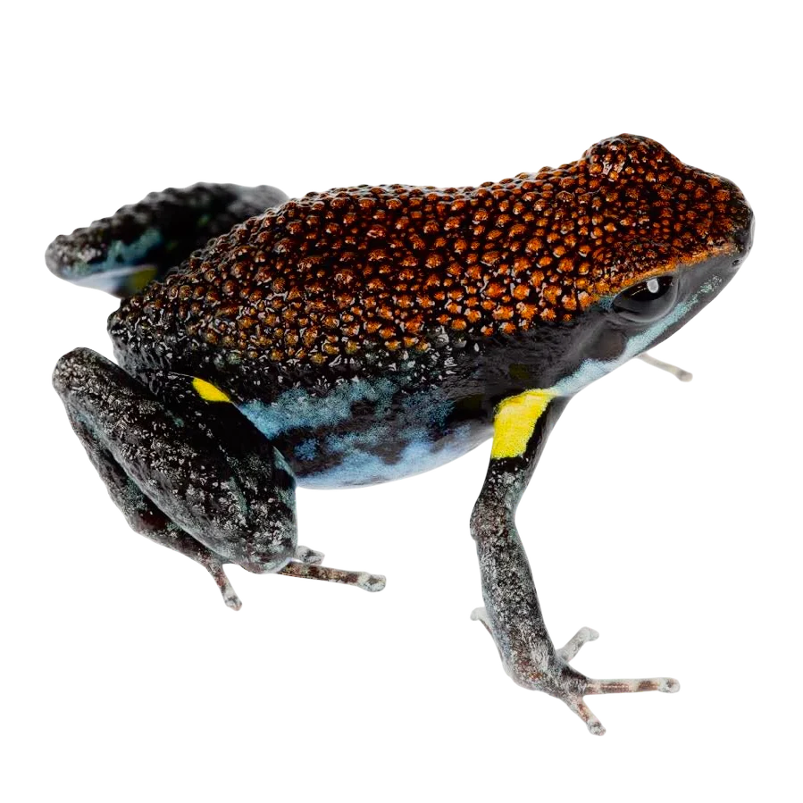 Ameerega bilinguis - Tadpole