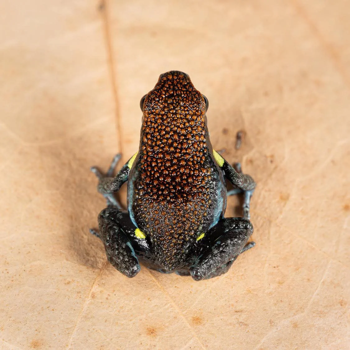 Ameerega bilinguis - Tadpole - Image 2