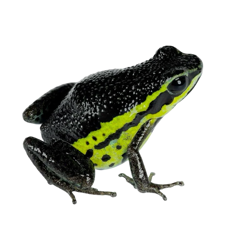 Ameerega pongoensis