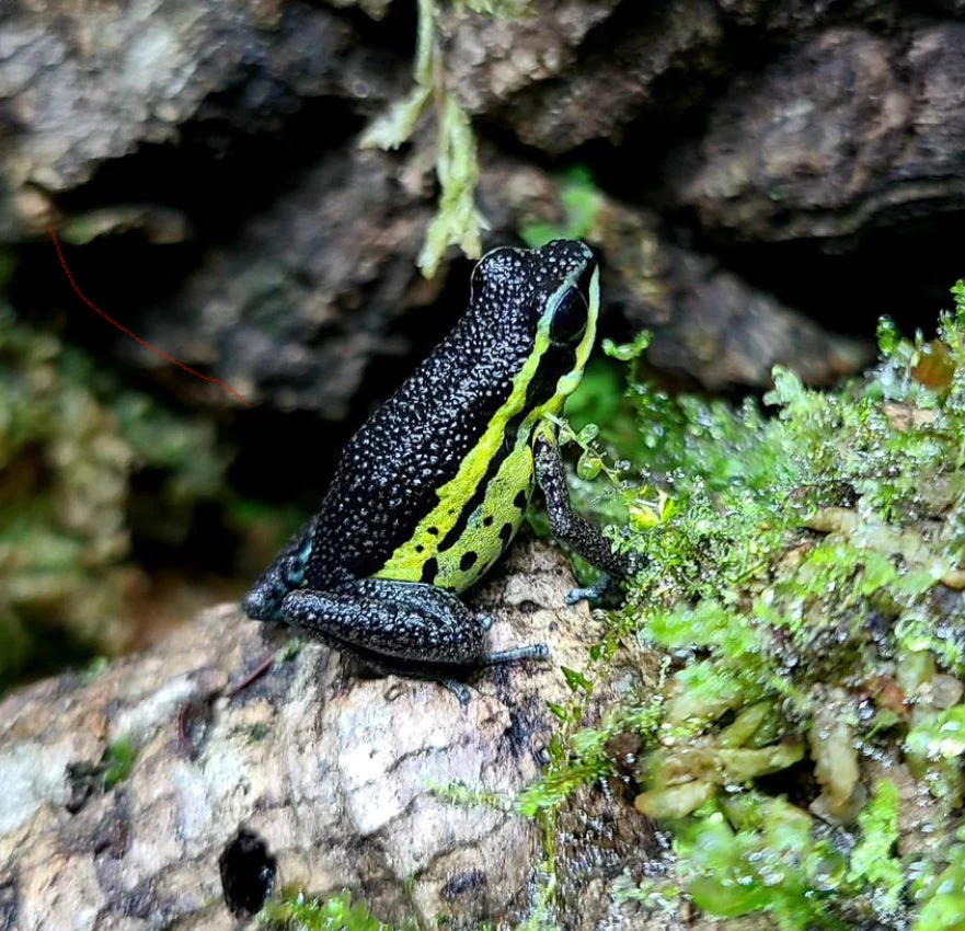 Ameerega pongoensis - Image 3
