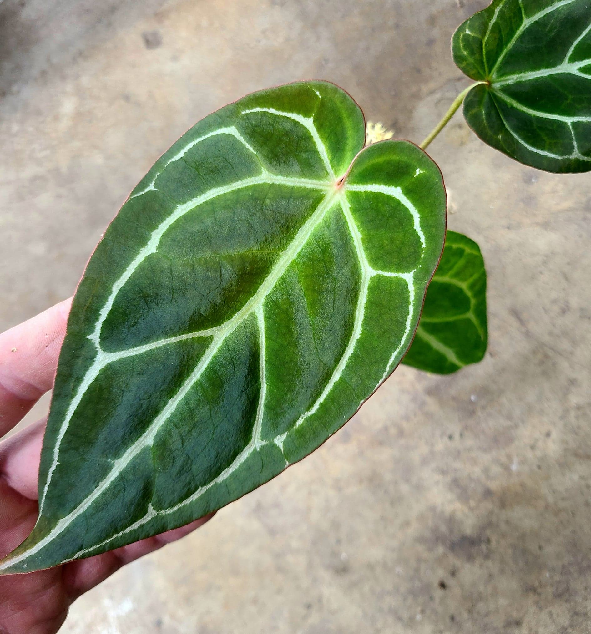Anthurium crystallinum - Image 4