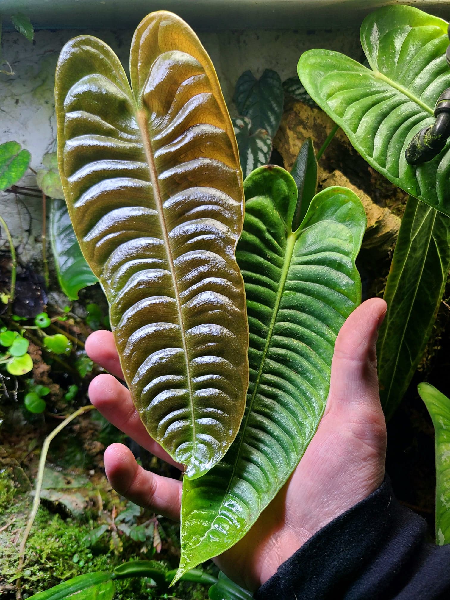 Anthurium veitchii