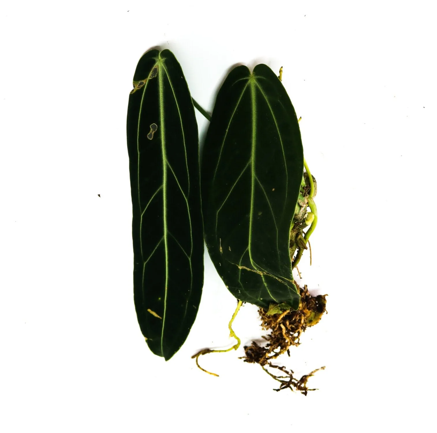 Anthurium warocqueanum