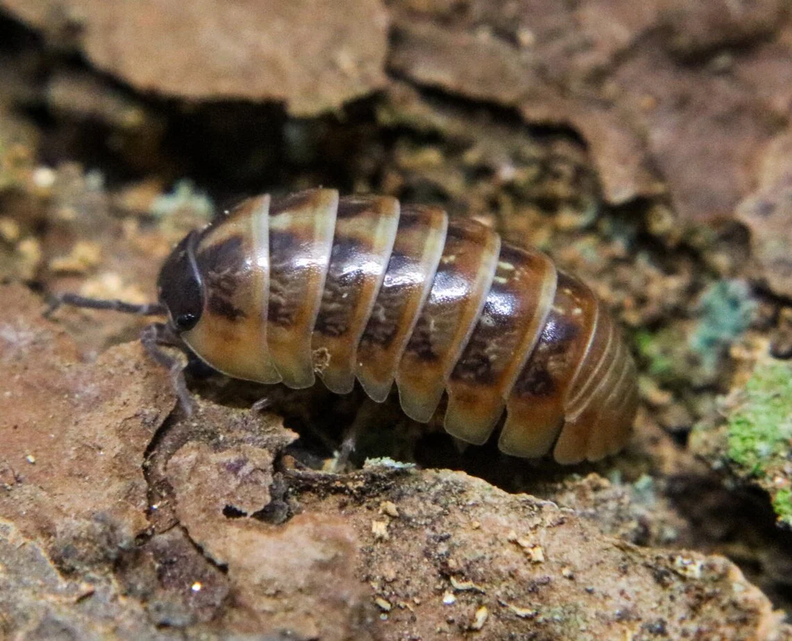 Armadillidium vulgare “Punta Cana”