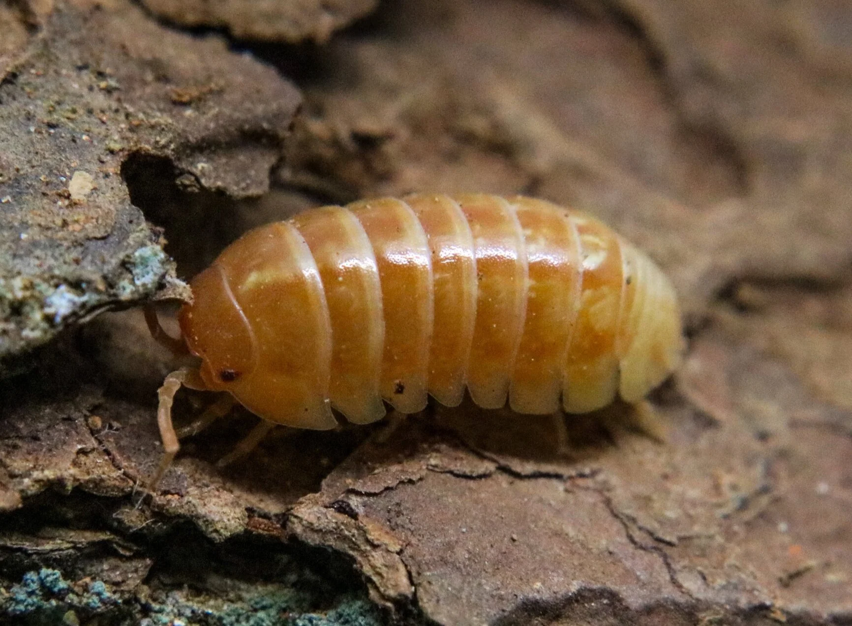 Armadillidium vulgare “Punta Cana” - Image 3