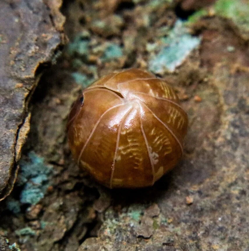Armadillidium vulgare “Saint Lucia" - Image 2