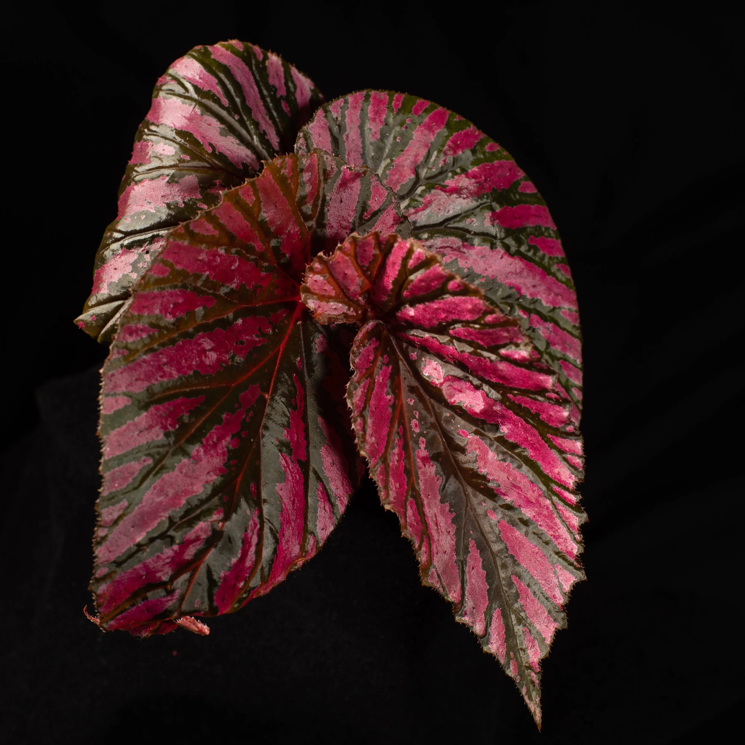 Begonia brevirimosa subsp. Exotica - Image 3