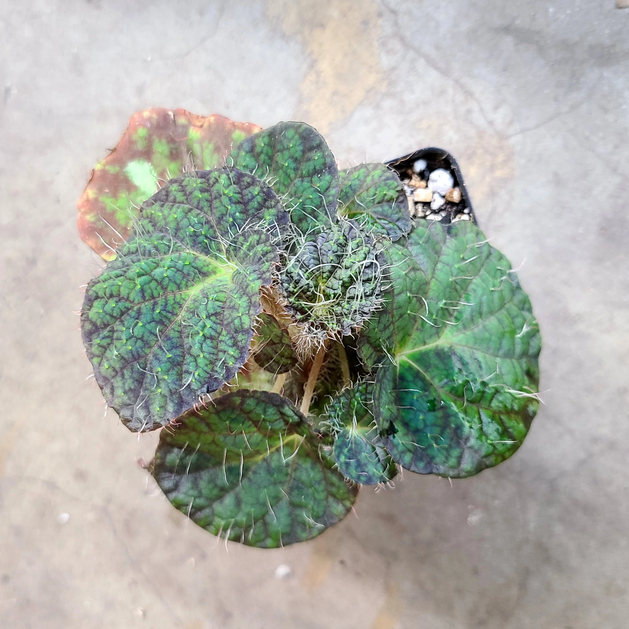 Begonia sizemoreae