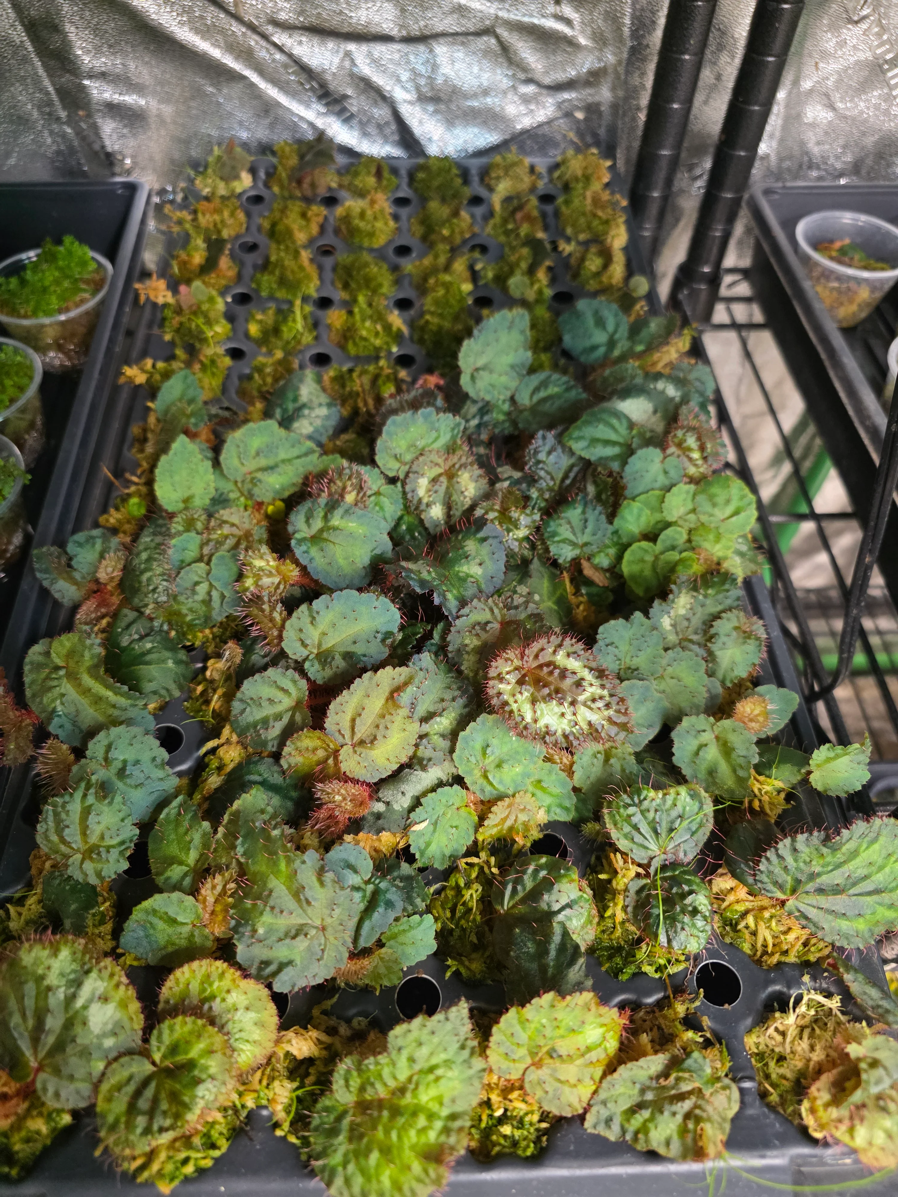 Begonia sp. Blue Vietnam