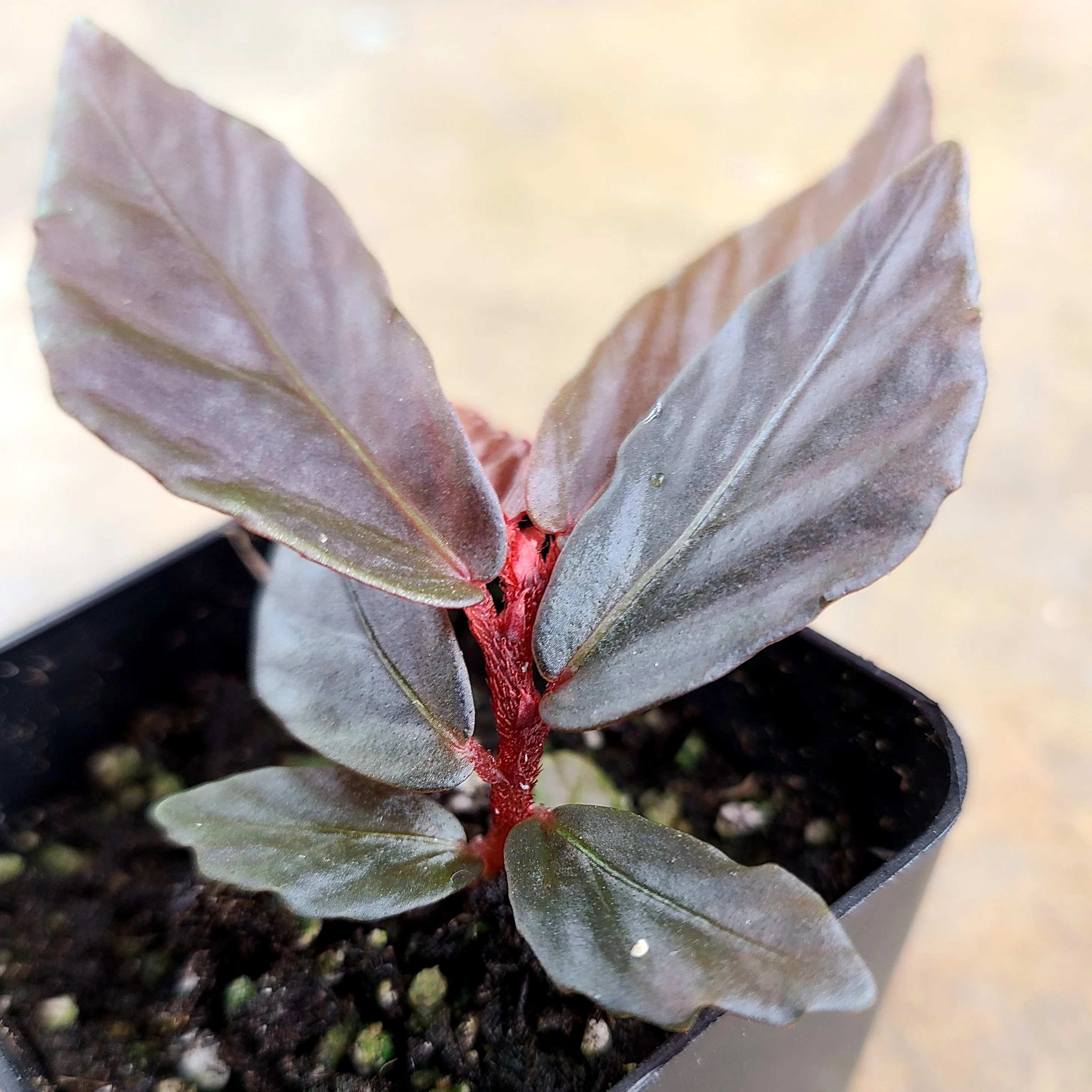 Begonia sp. Ferny Borneo - Image 2