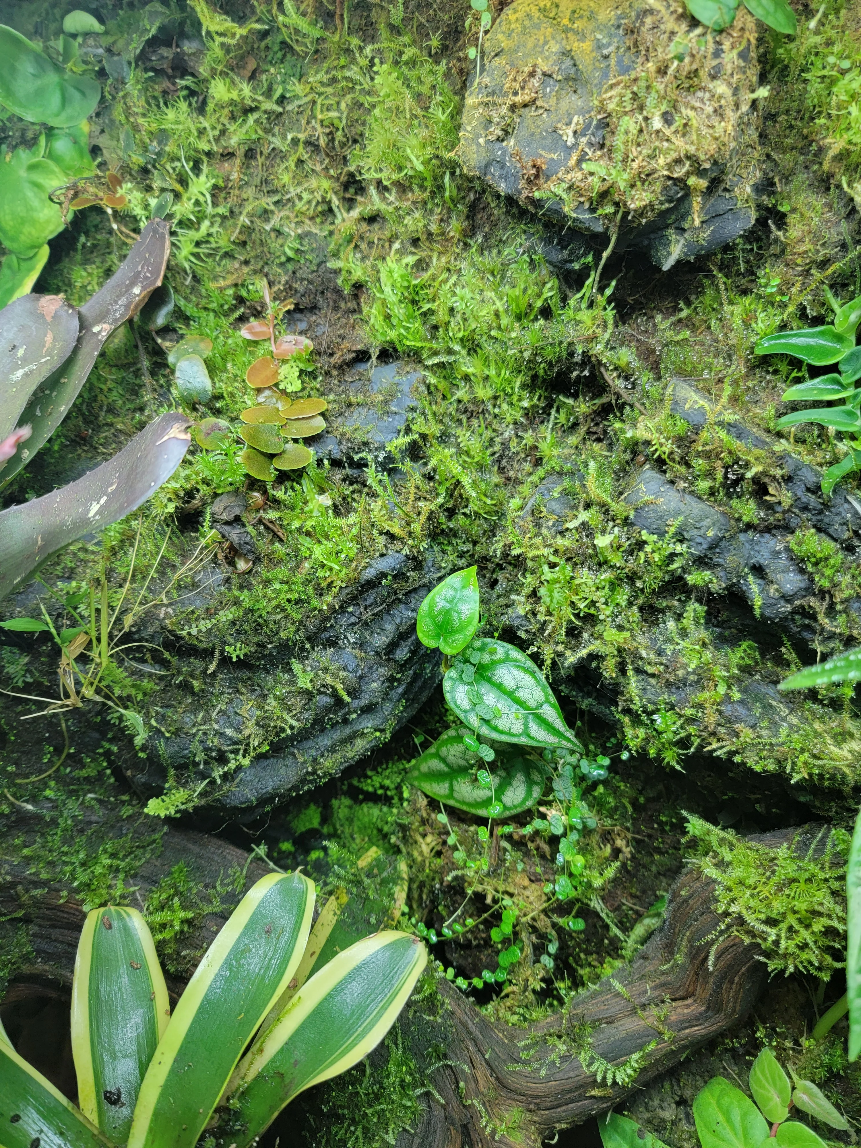 BryoBlend Premium Wet Moss Mix - New Options! - Image 6