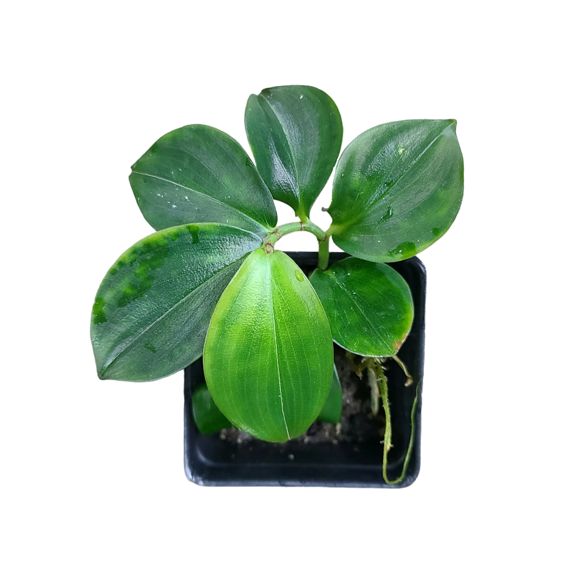 Costus tappenbakianus