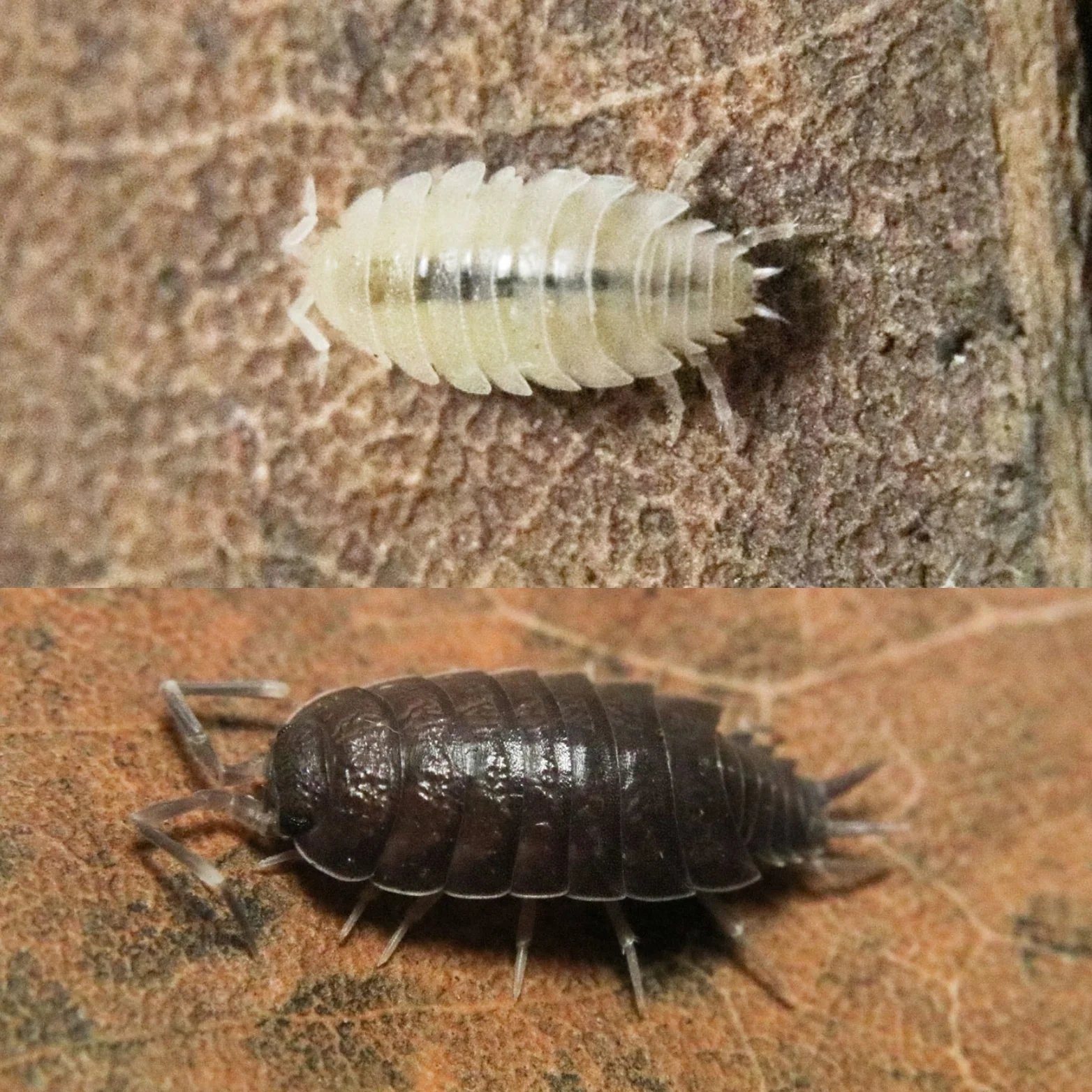 Crested Gecko / Tree Frog Bioactive Mix (10+ Powder Isopods + 25+ Dwarf White)