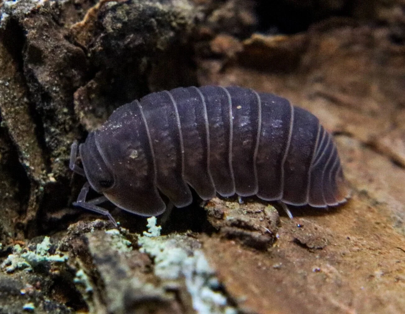 Cubaris murina "Little Sea"