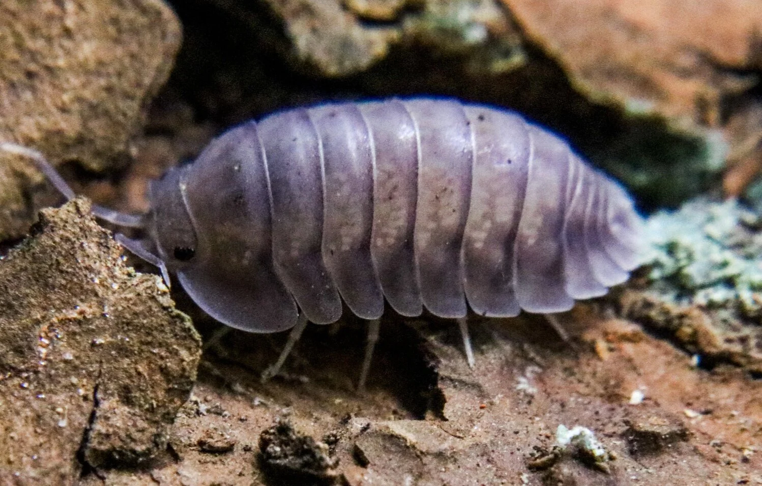 Cubaris sp. "Silver Ghost"
