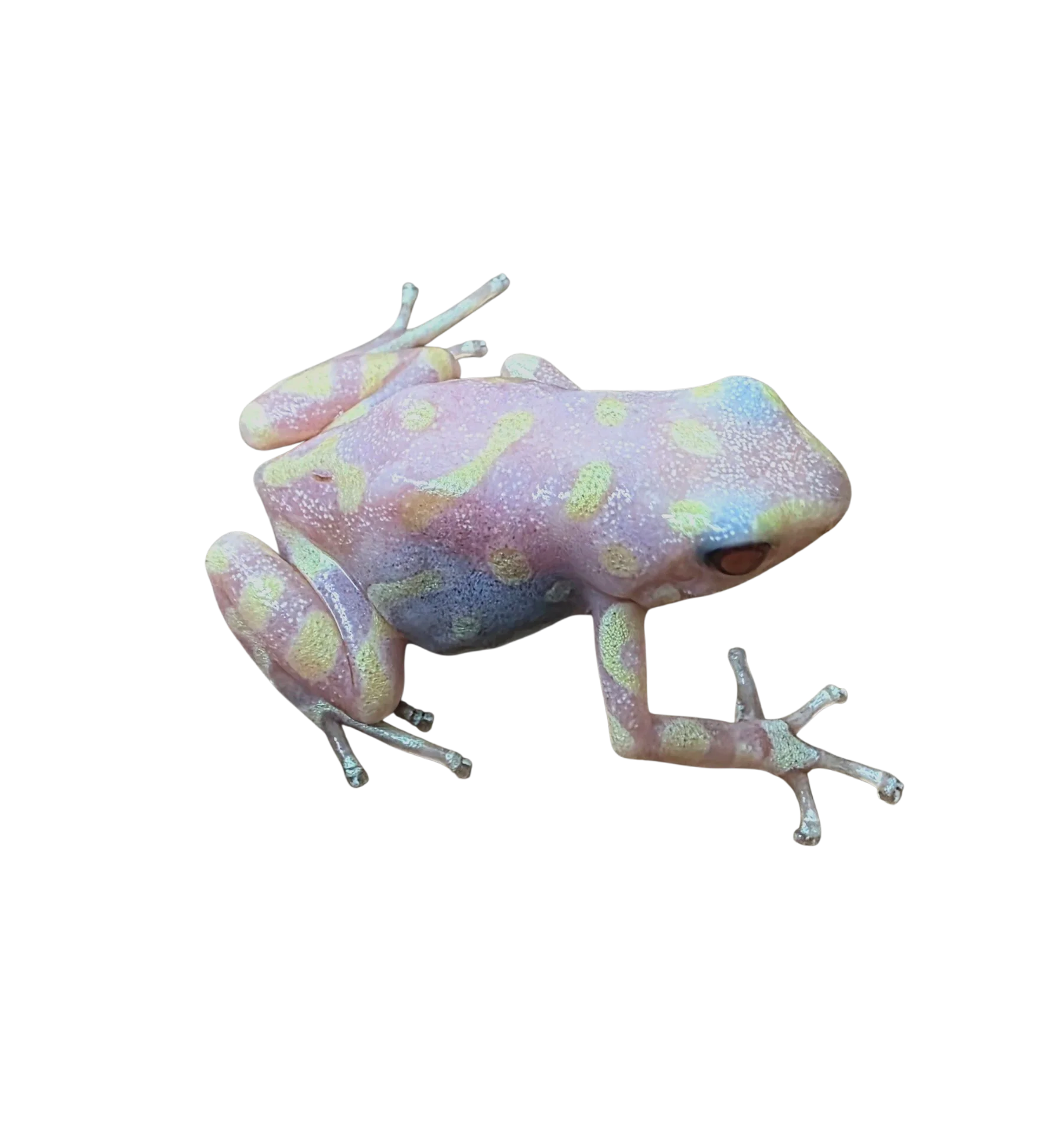 Dendrobates auratus "Camo - Albino" Tadpole