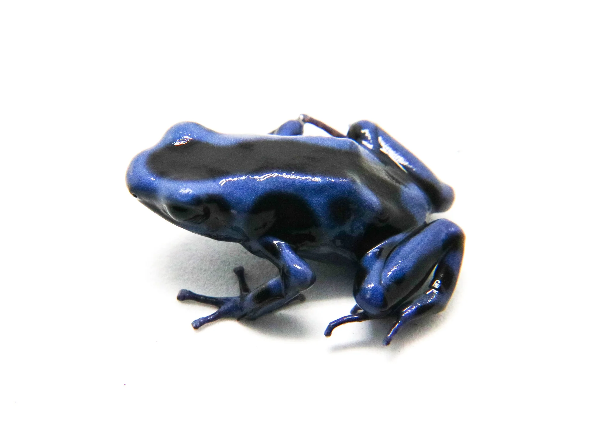 Dendrobates auratus "Columbian Green and Blue" - Image 3