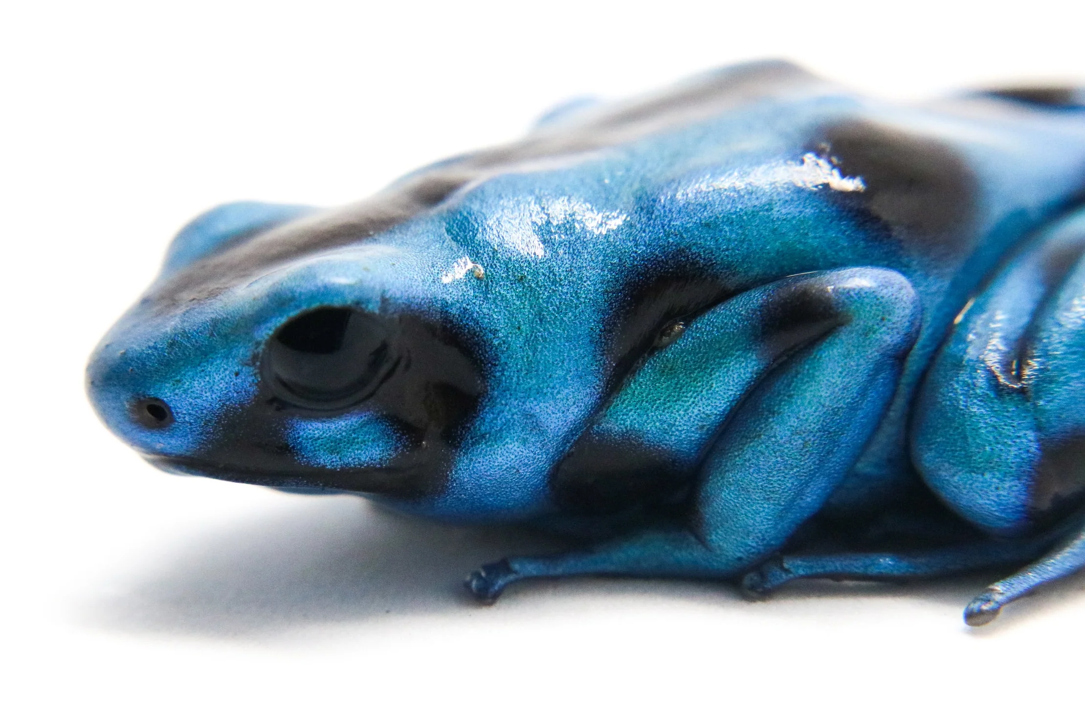 Dendrobates auratus "El Cope" - Image 3