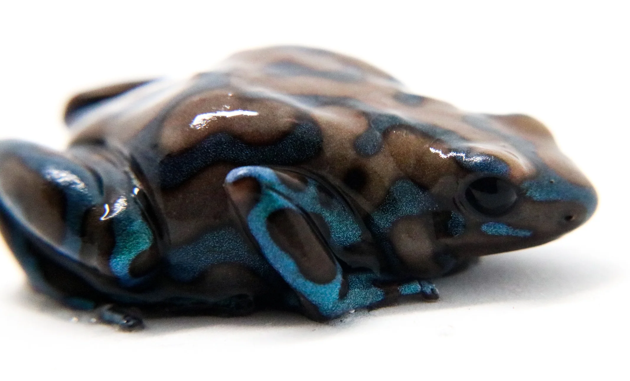 Dendrobates auratus "Green and White" - Image 3