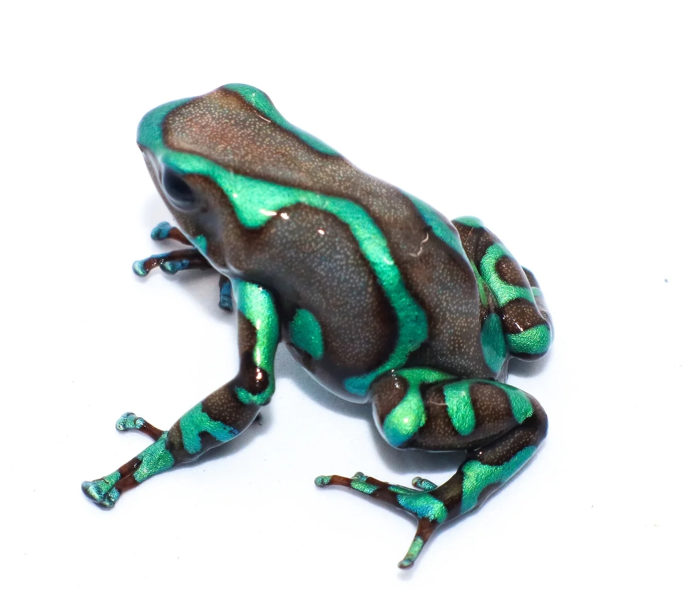 Dendrobates auratus "Highland Bronze" - Image 3