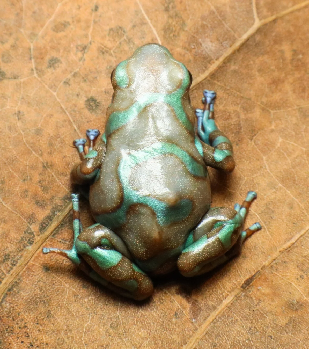 Dendrobates auratus "Highland Bronze" Tadpole - Image 2