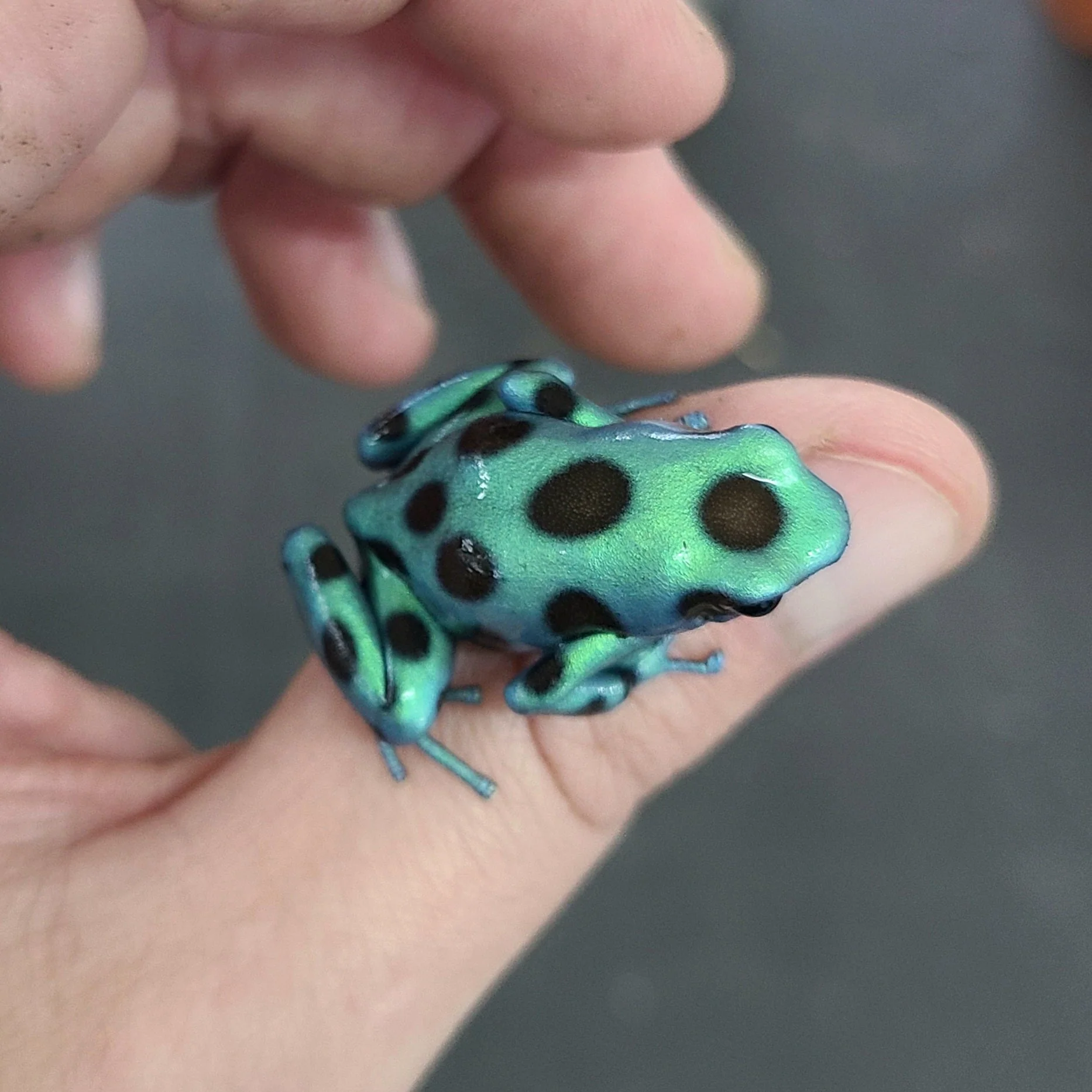 Dendrobates auratus "Microspot" Tadpole - Image 4