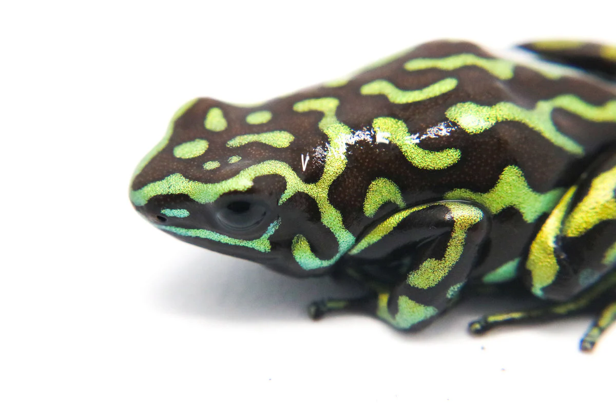 Dendrobates auratus "Reticulated" Tadpole - Image 3