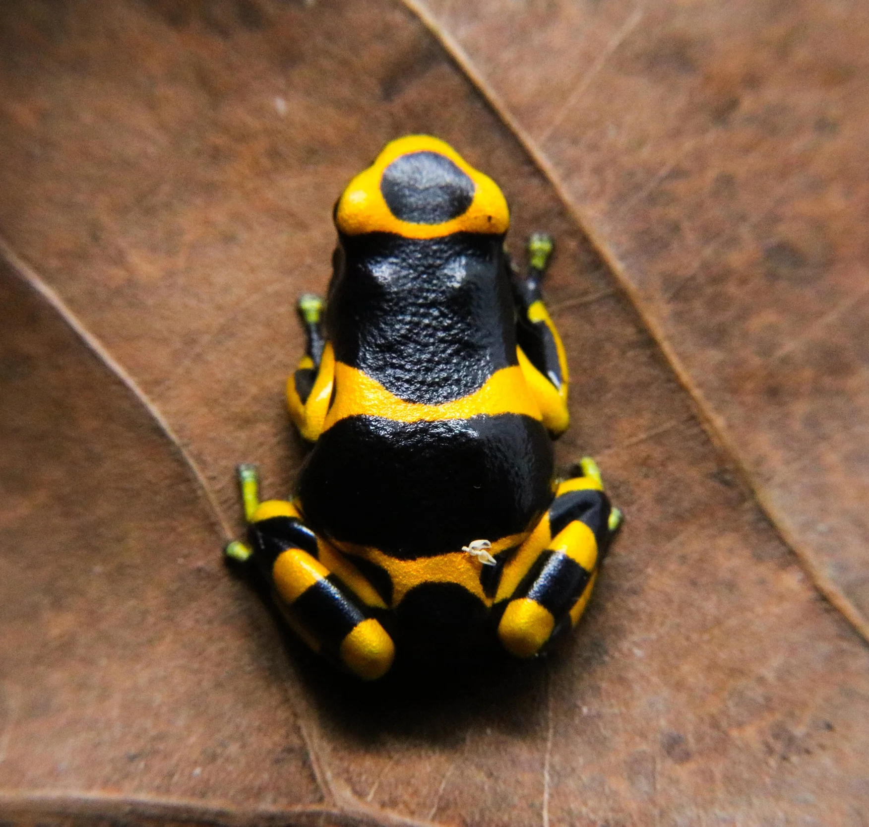 Dendrobates leucomelas "Banded" - Image 2