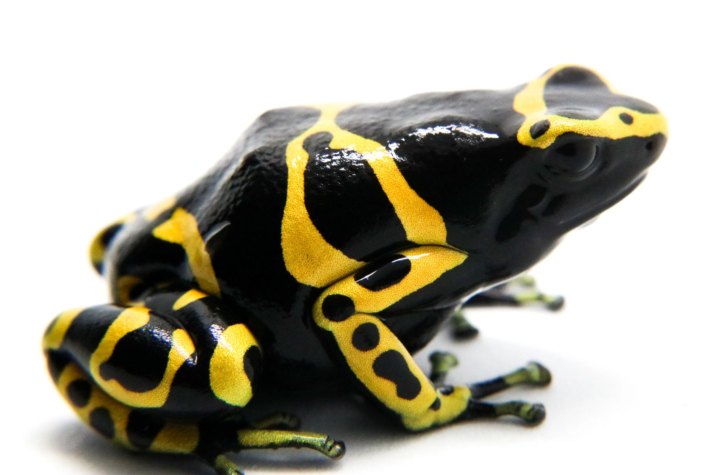 Dendrobates leucomelas "Nominant - Standard" - Image 3