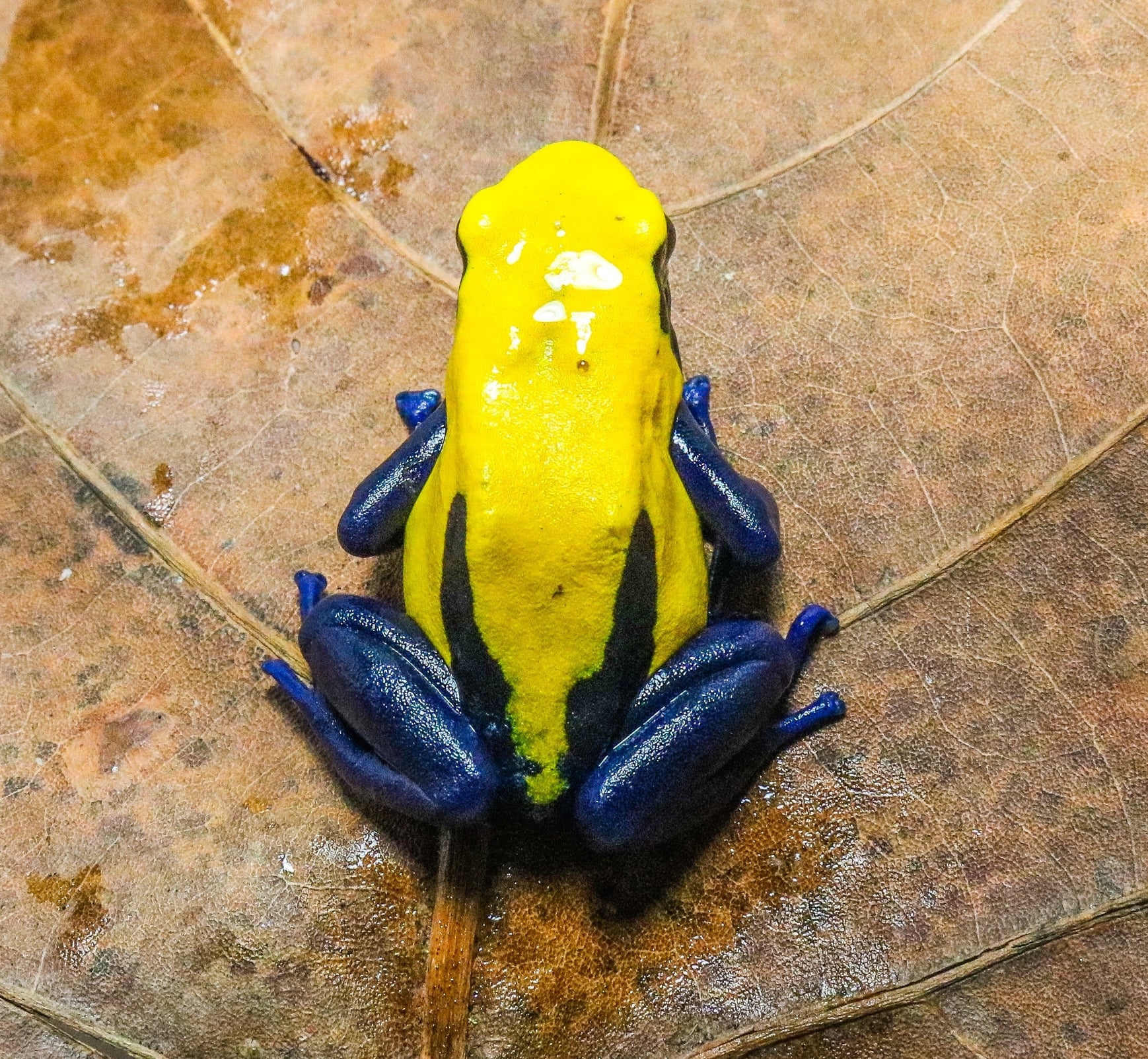 Dendrobates tinctorius "Citronella" - Image 2