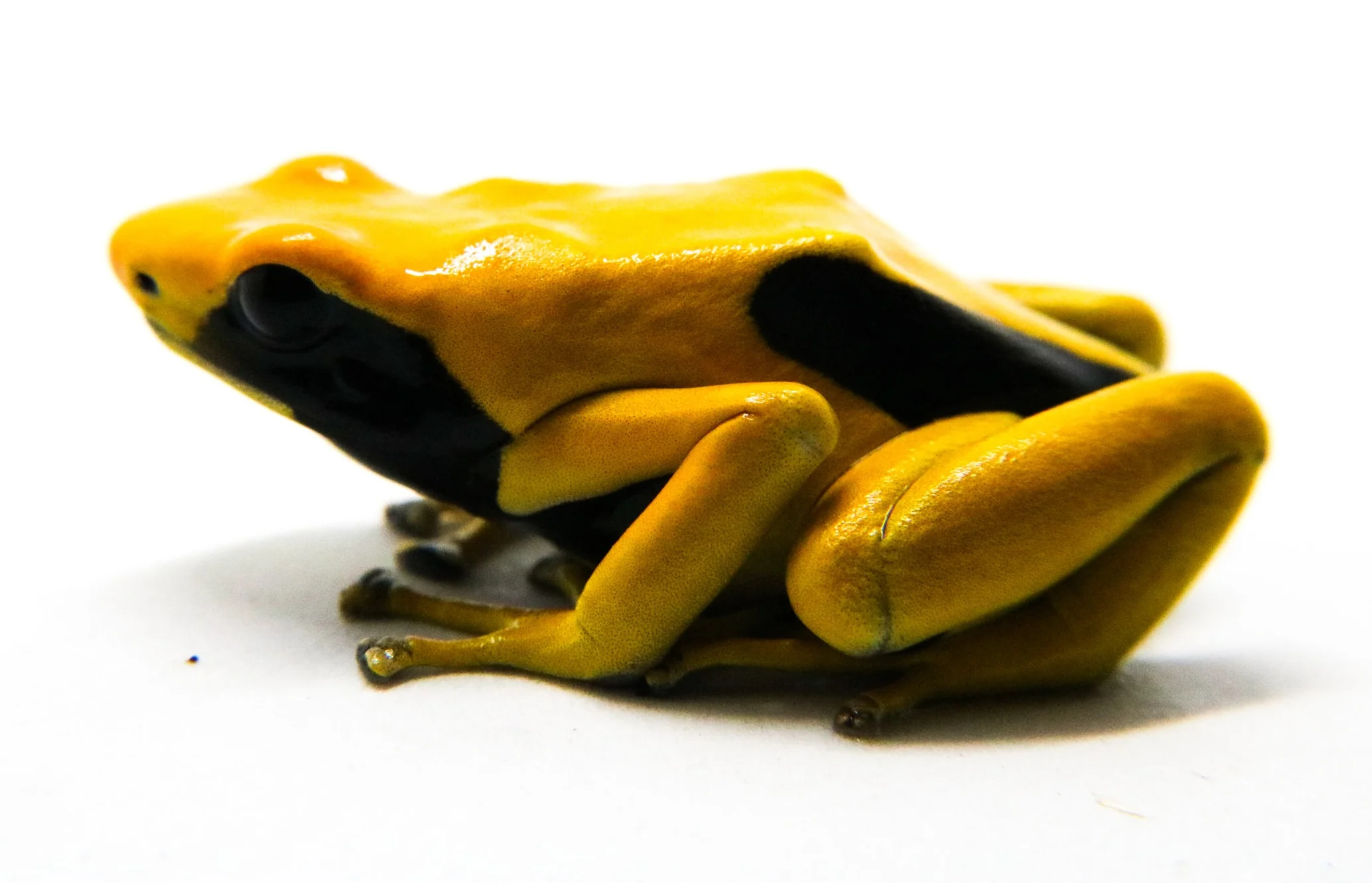 Dendrobates tinctorius "Matecho" - Image 3
