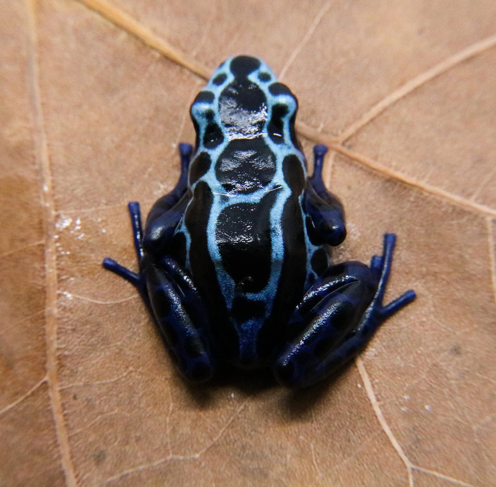 Dendrobates tinctorius "New River" - Image 2