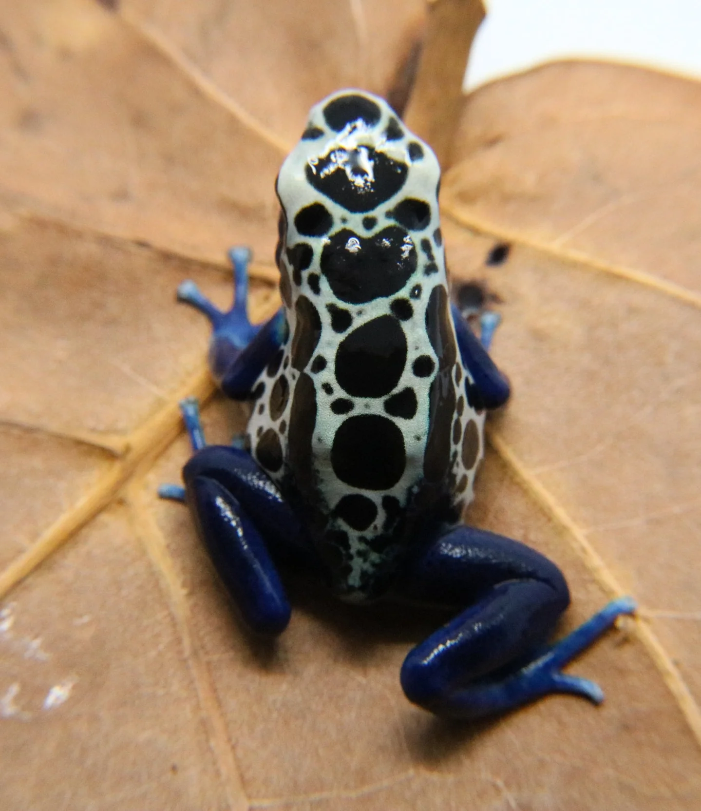 Dendrobates tinctorius "Oyapock" - Image 2