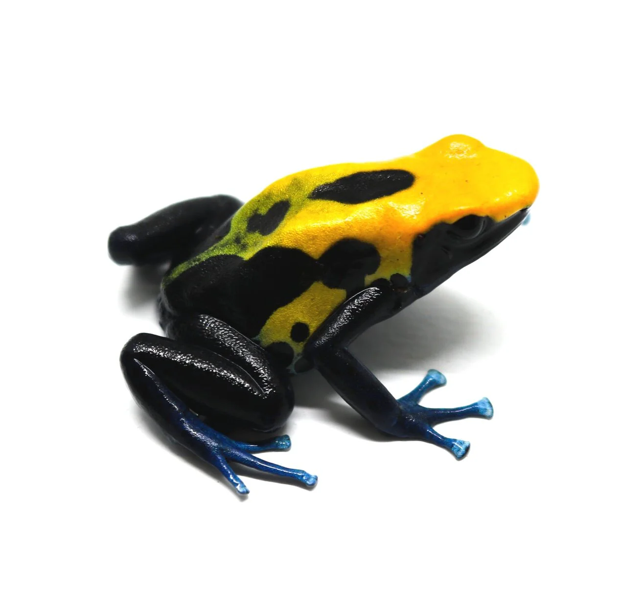 Dendrobates tinctorius "Brazilian Yellow Head"