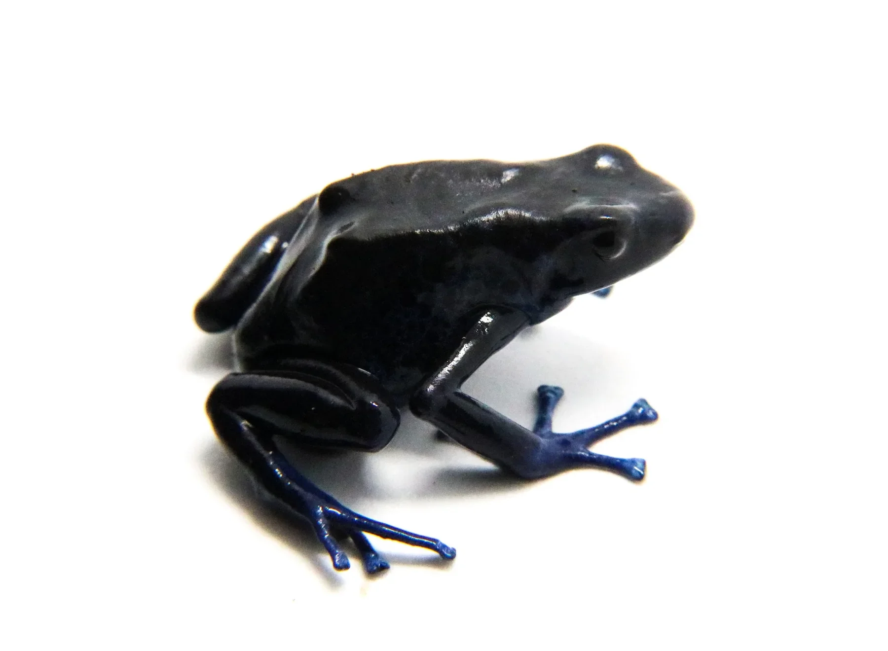 Dendrobates tinctorius "Koetari / Kutari River" Tadpole
