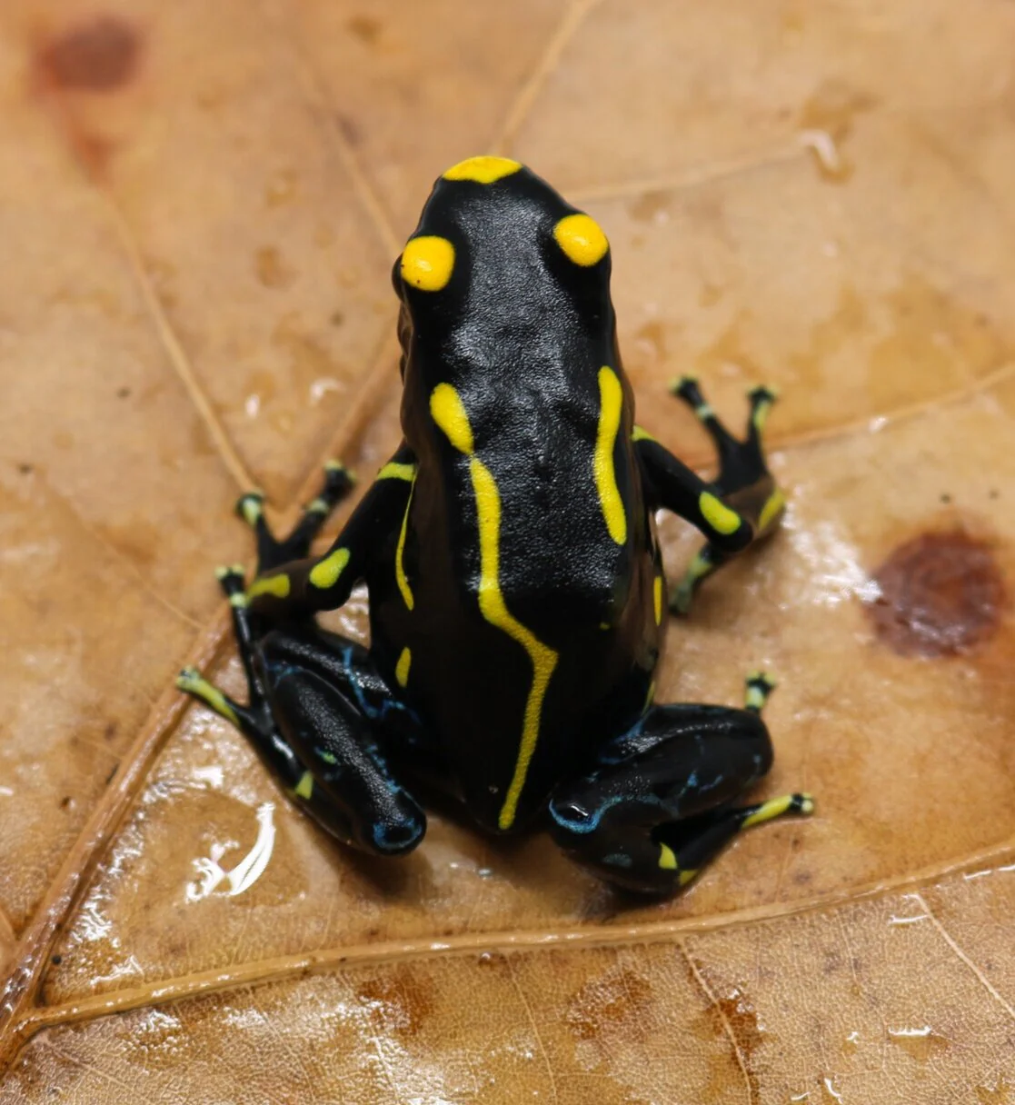 Dendrobates tinctorius "Table Mountain" - Image 2