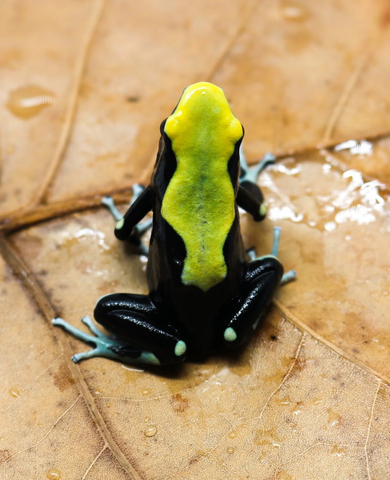 Dendrobates tinctorius "Yellowback" - Tadpole - Image 2