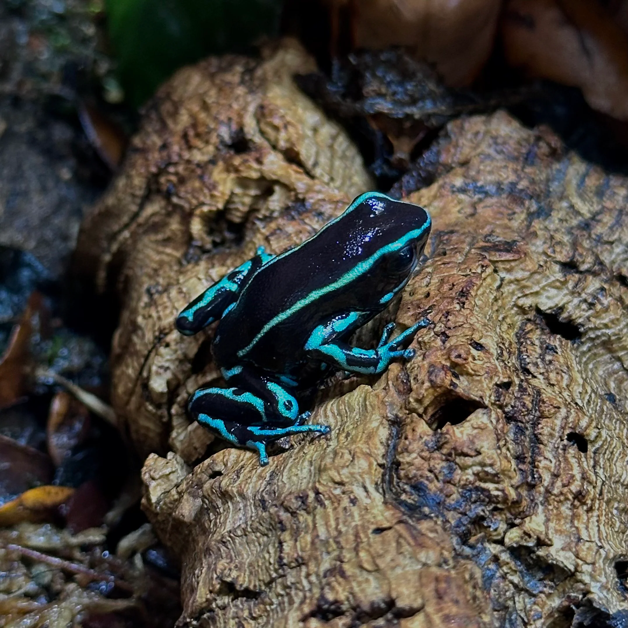 Dendrobates truncatus "Blue"