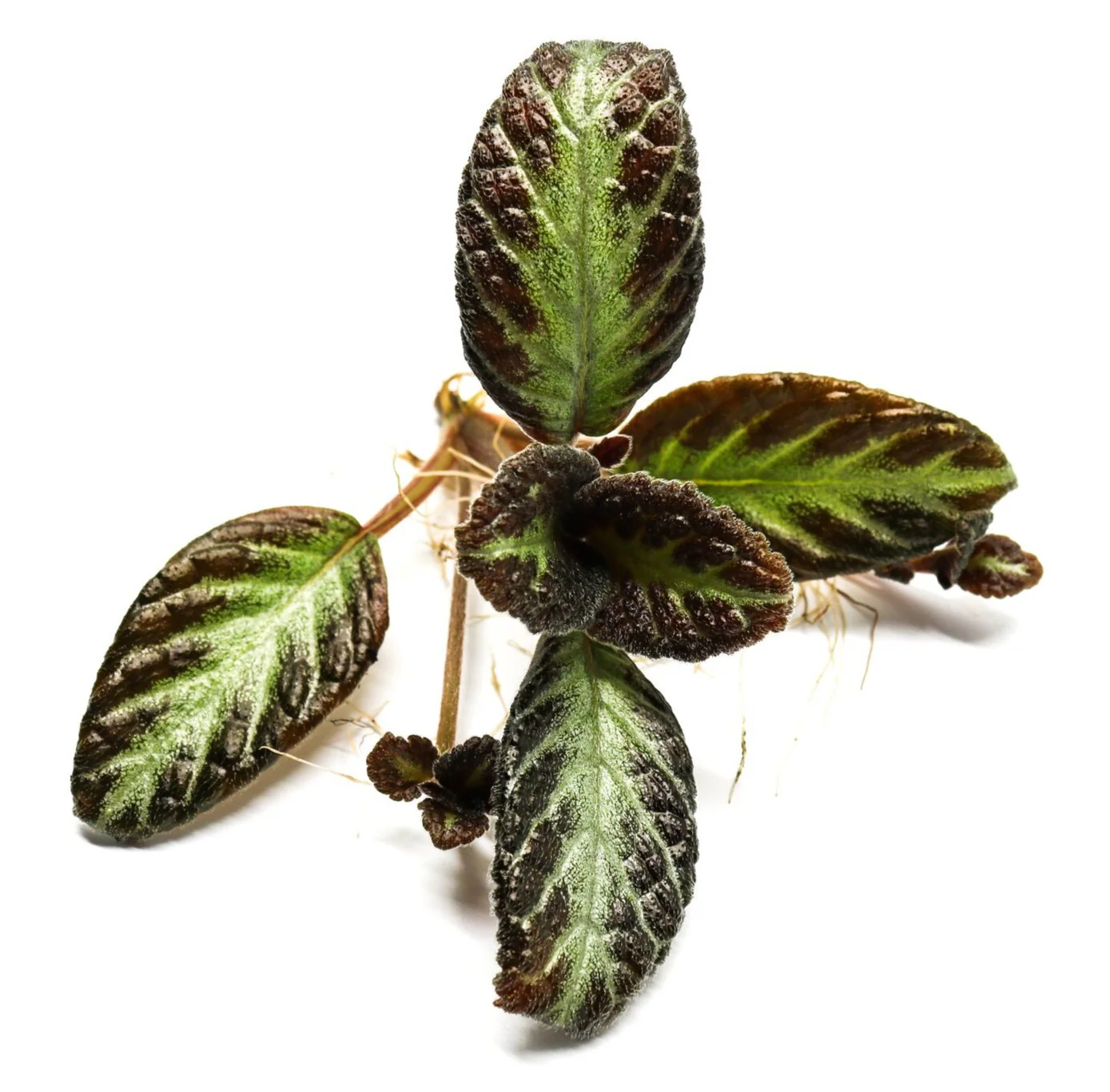 Episcia cupreata "Silver Sheen”