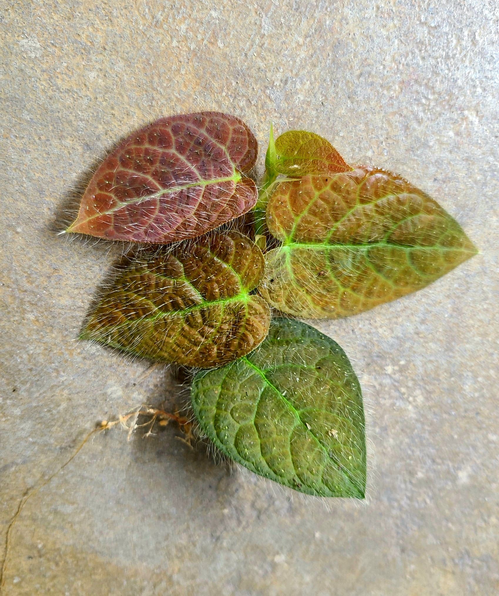 Ficus villosa - Image 3