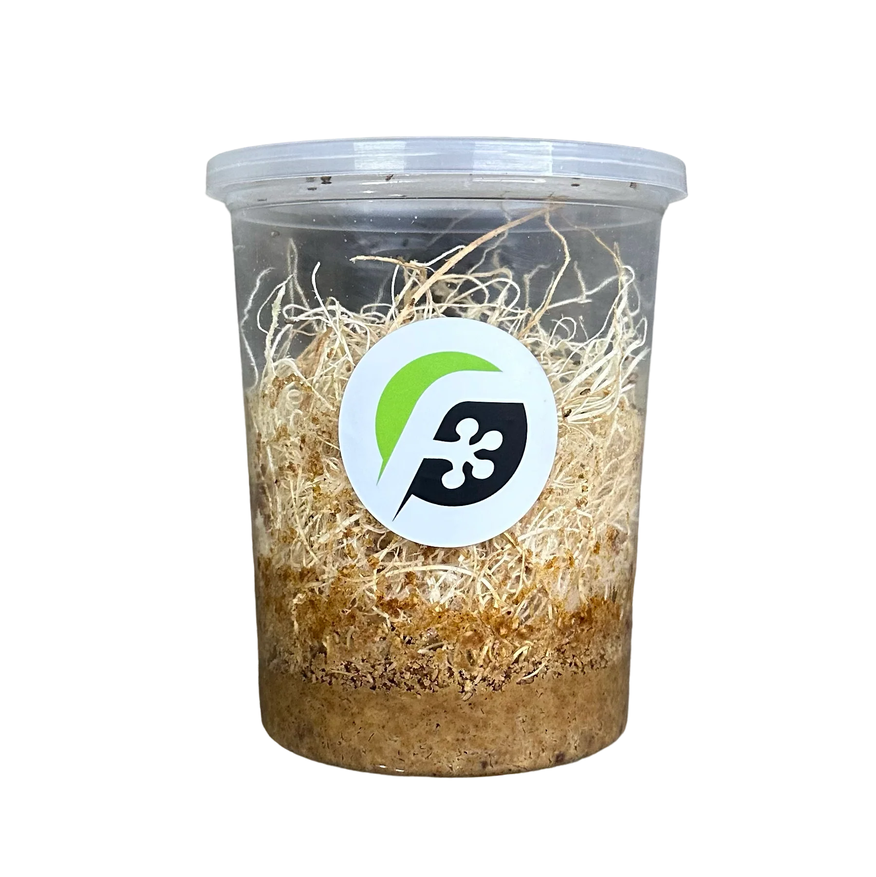 Fruit Fly (Drosophila melanogaster) wingless culture (DEVELOPING - PRE-PRODUCING) - 32 oz