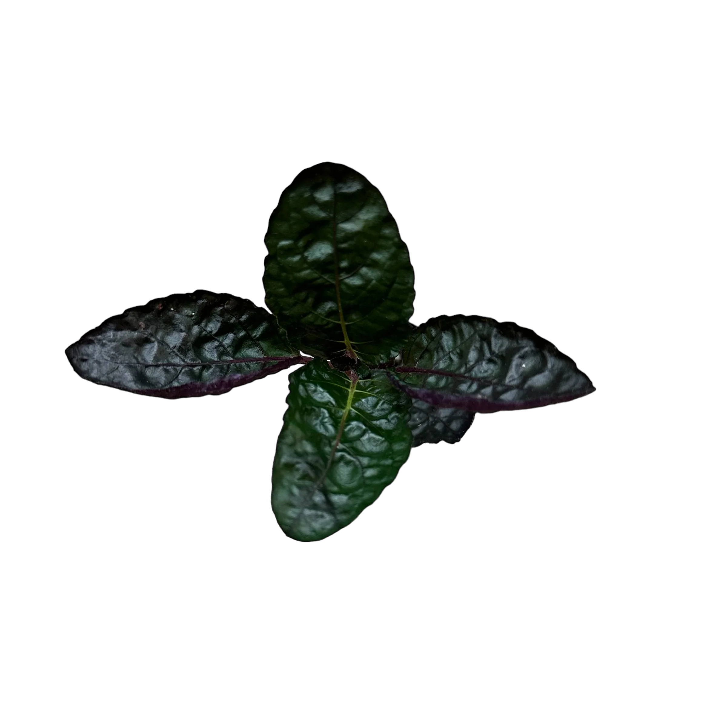 Hemigraphis alternata - Purple Waffle