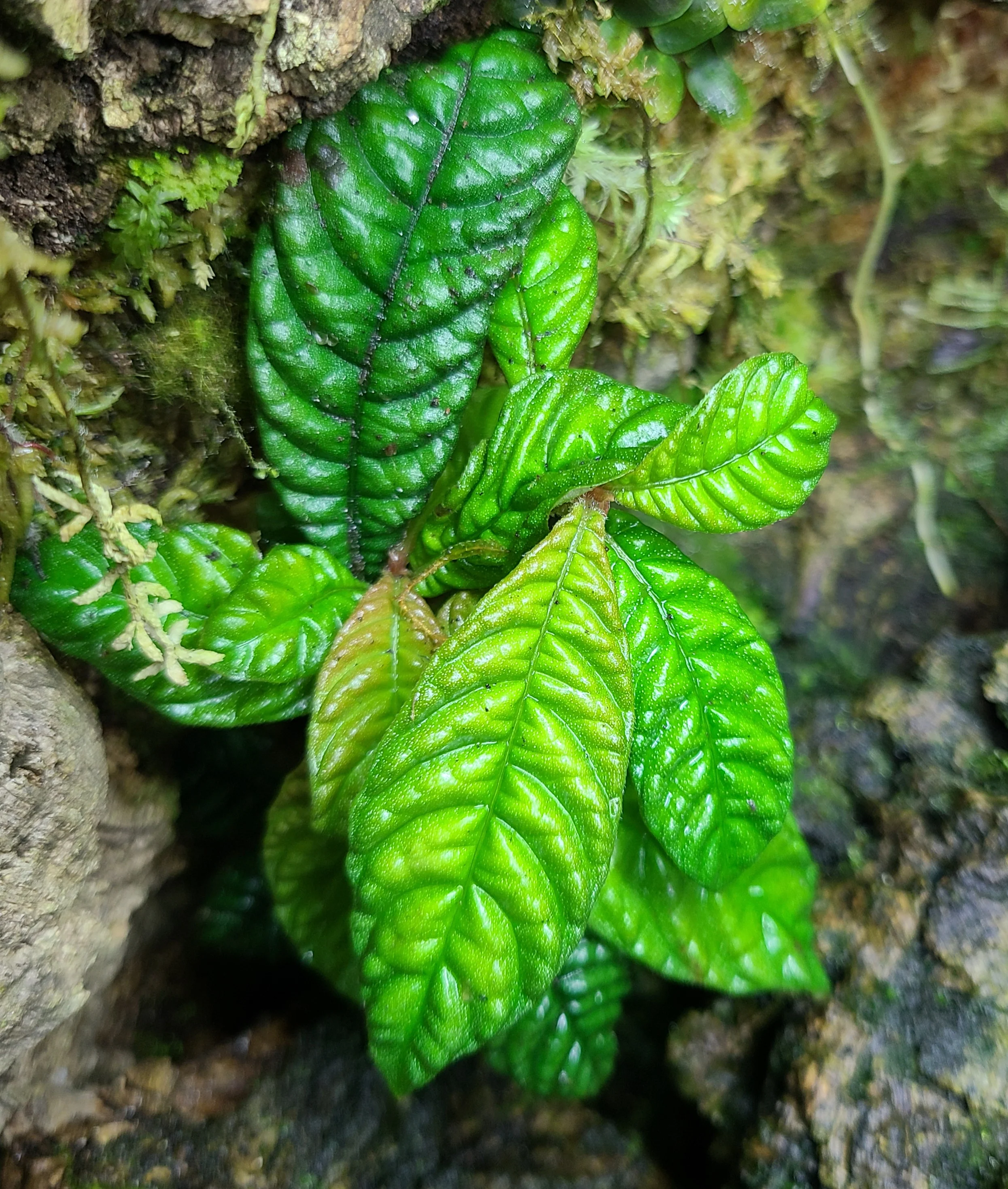 Hoffmannia bullata - Image 2