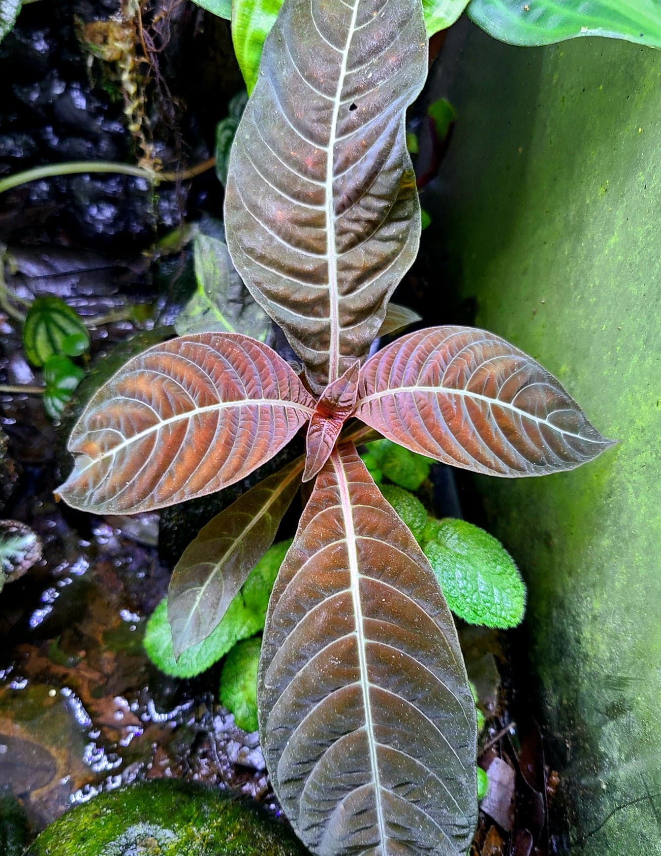 Hoffmannia refulgens x ghiesbreghtii - Image 2