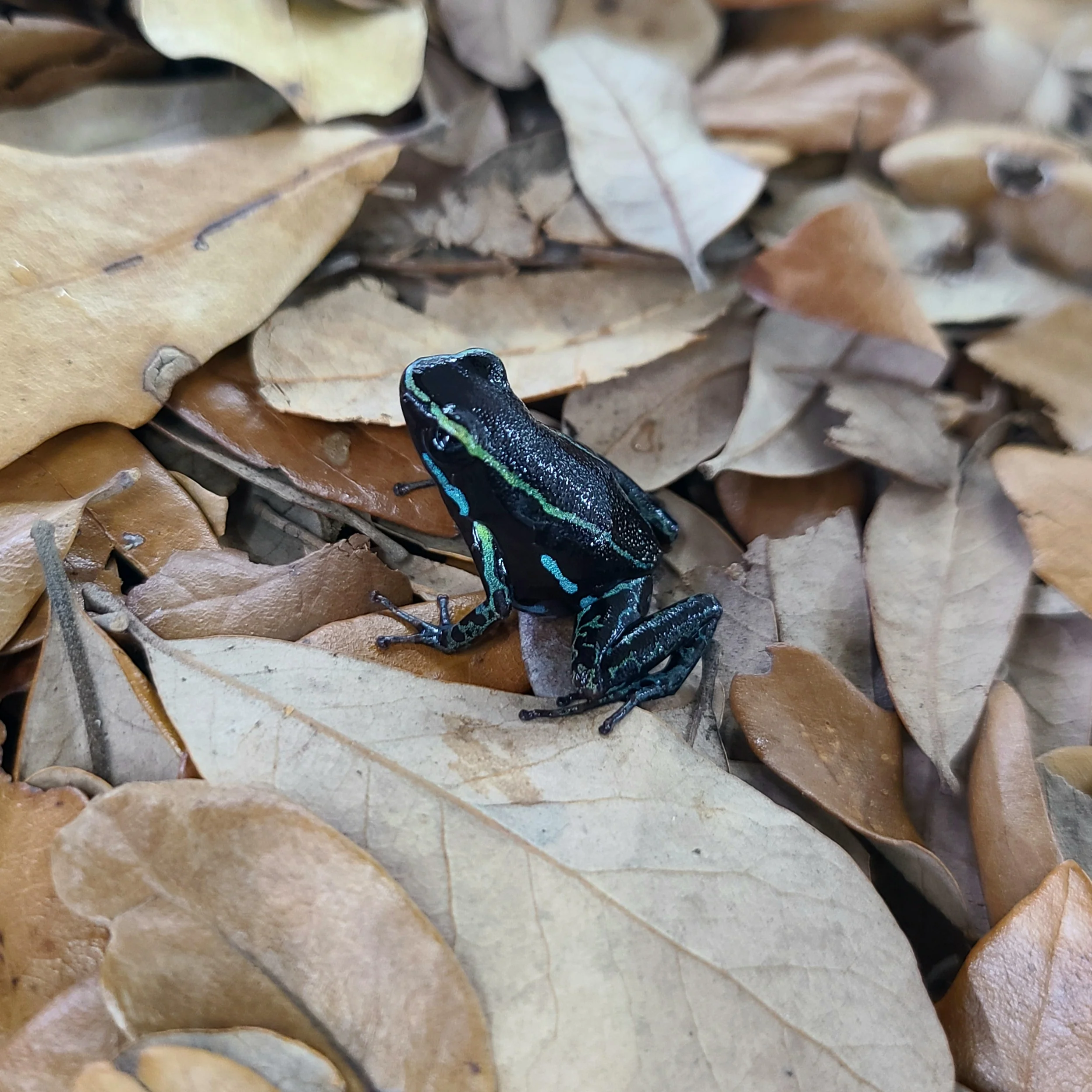 Hyloxalus azureiventris