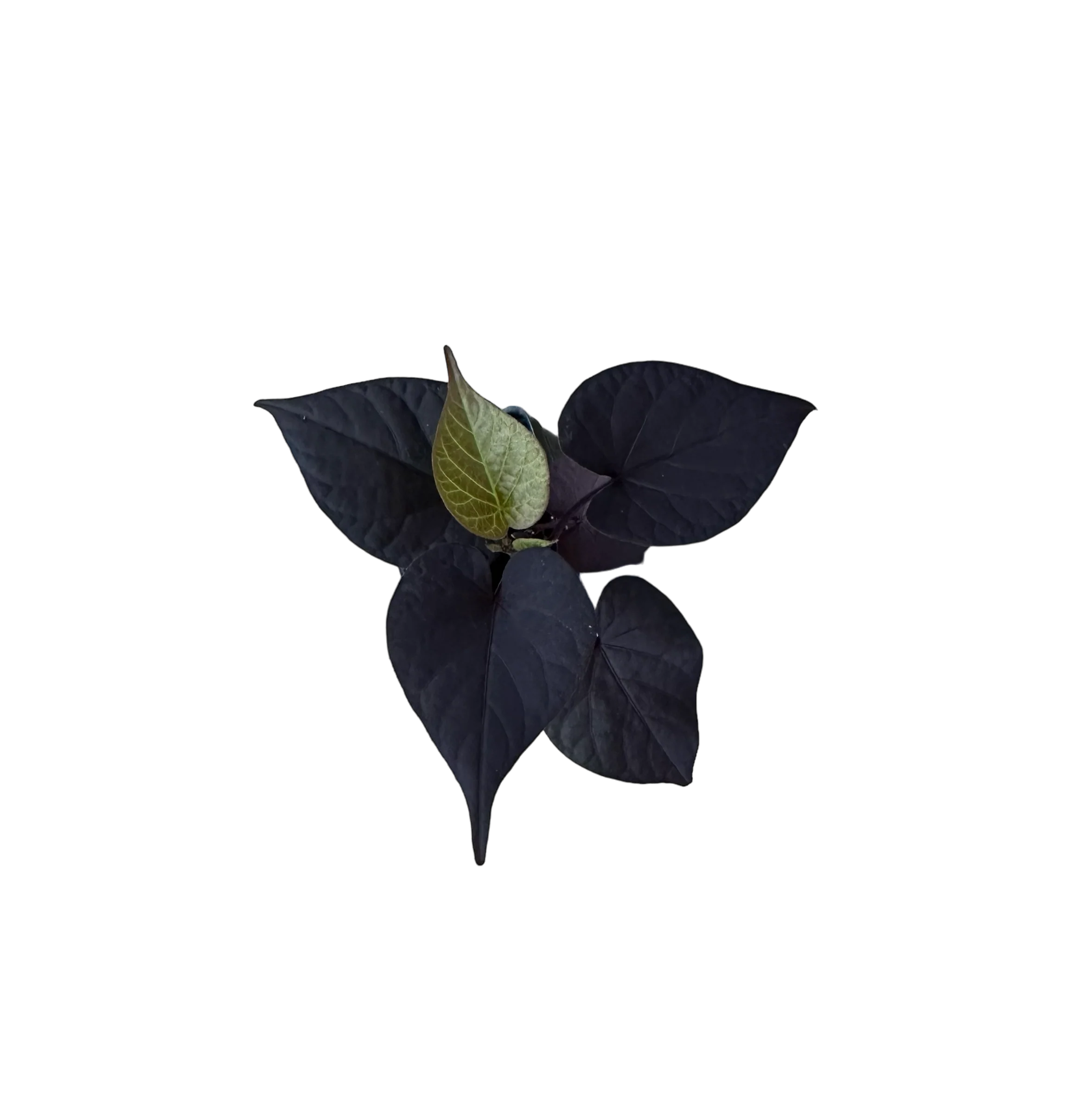 Ipomoea battatas ‘Ace of Spades’