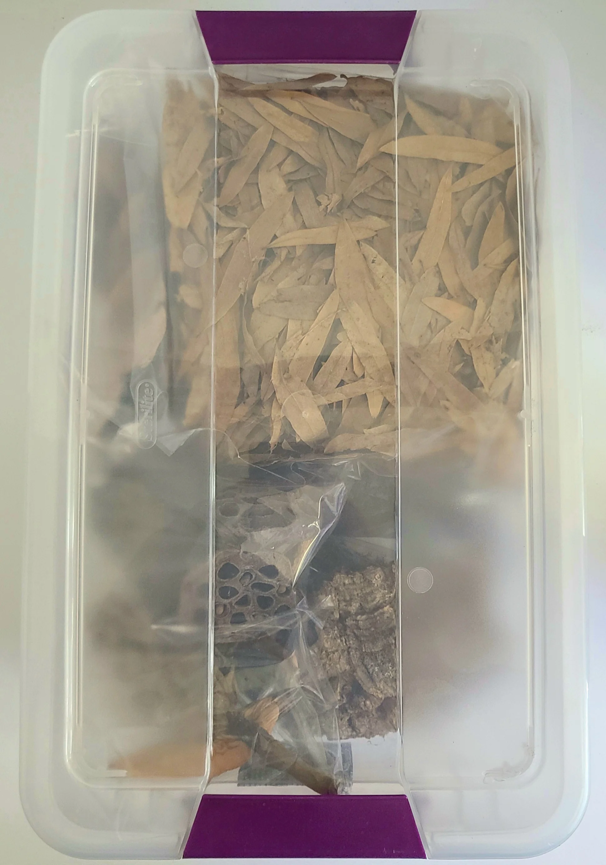Isopod Starter Kit