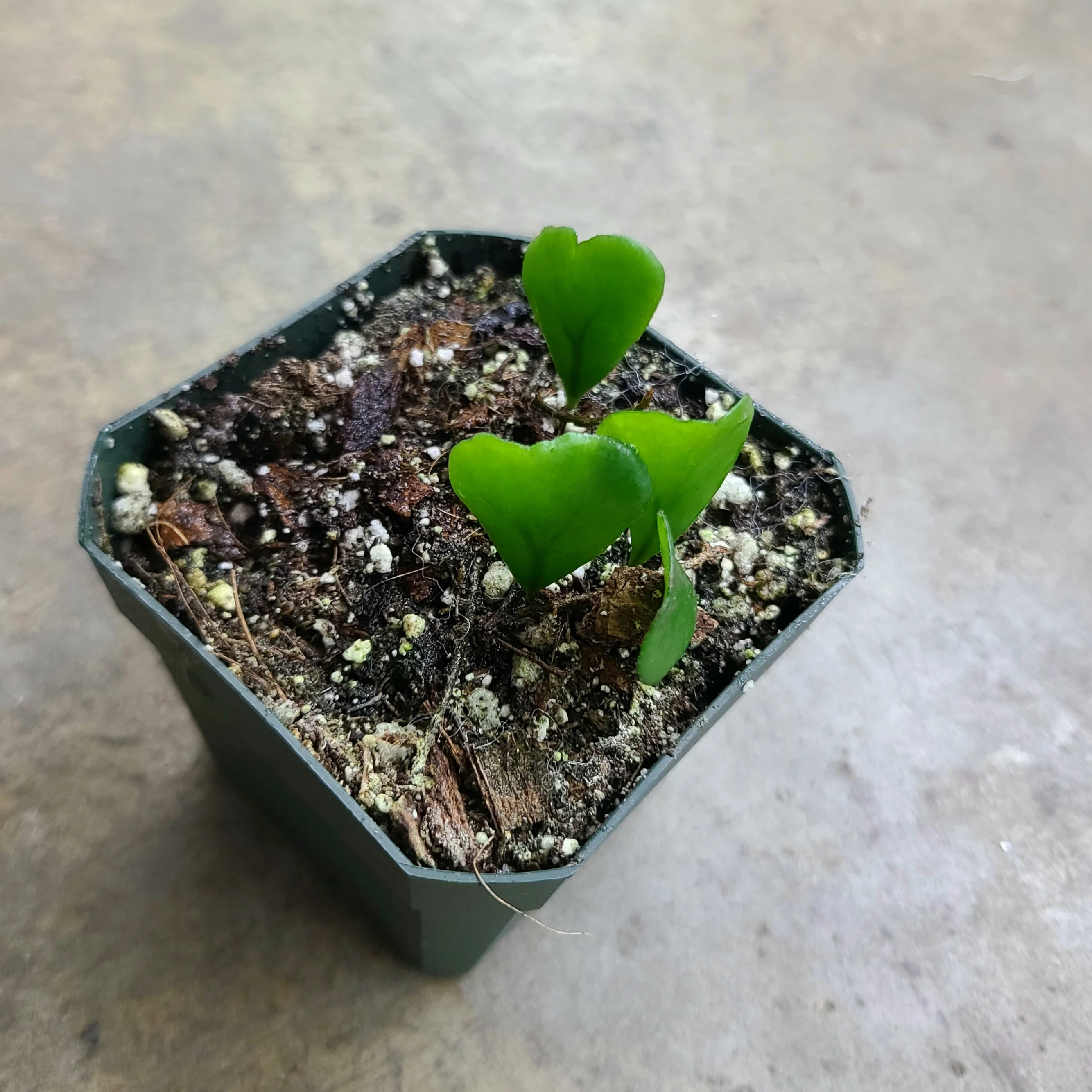 Lemmaphyllum microphyllum 'Shi Shi' - Image 2